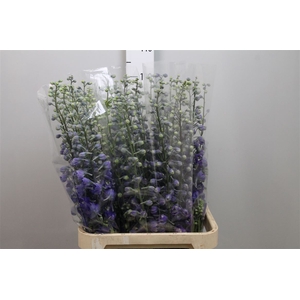 Delph Du C Violet Shades