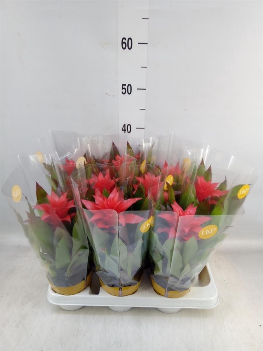 <h4>Guzmania 'Lorena'</h4>