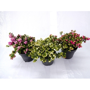 Gaultheria