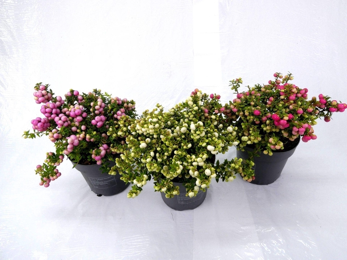 <h4>Gaultheria</h4>