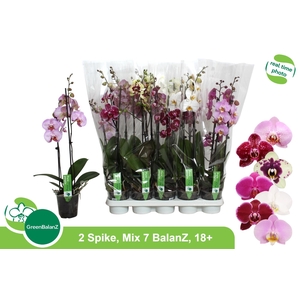 PHAL GEM 7 KL
