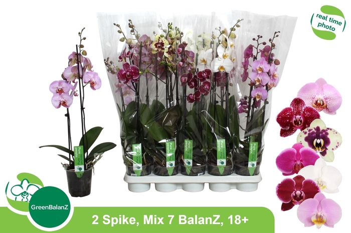 <h4>PHAL GEM 7 KL</h4>
