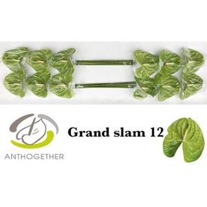 ANTH A GRAND SLAM 12