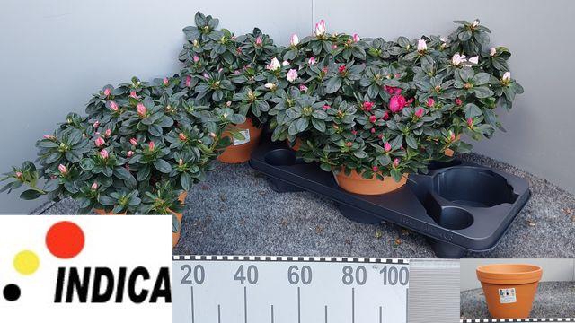 <h4>Rhodo Si V Gem 5 Srt</h4>