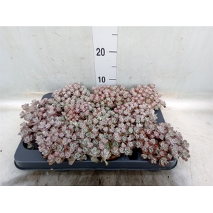 Sedum spathulifolium 'Purpureum'