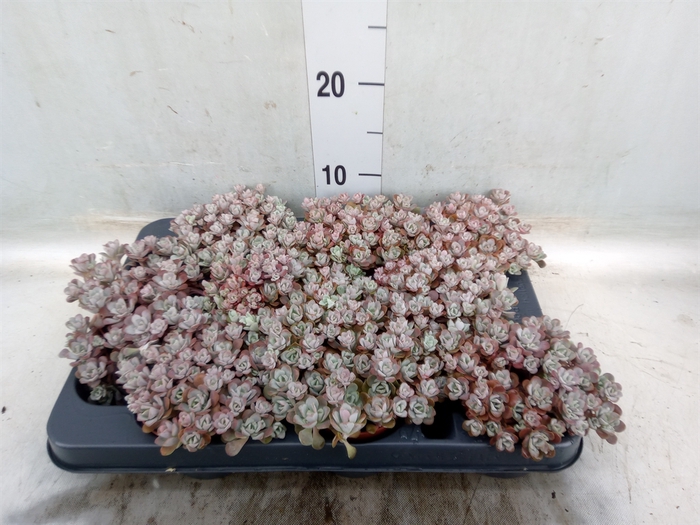 <h4>Sedum spathulifolium 'Purpureum'</h4>