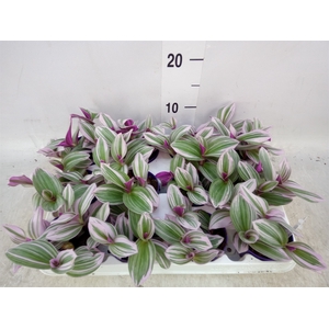 Tradescantia albif. 'Nanouk'