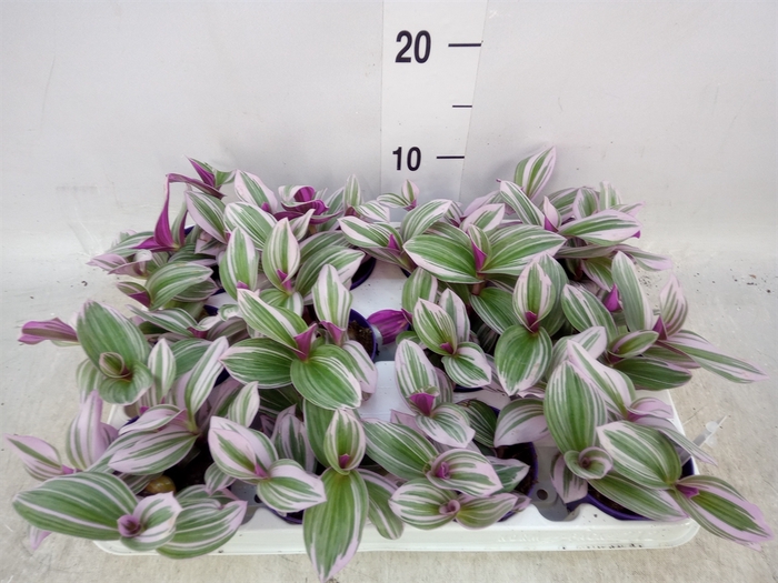 <h4>Tradescantia albif. 'Nanouk'</h4>