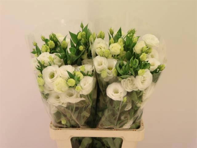 <h4>EUS G ROSI WHITE</h4>