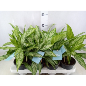 Aglaonema comm. 'Silver Queen'