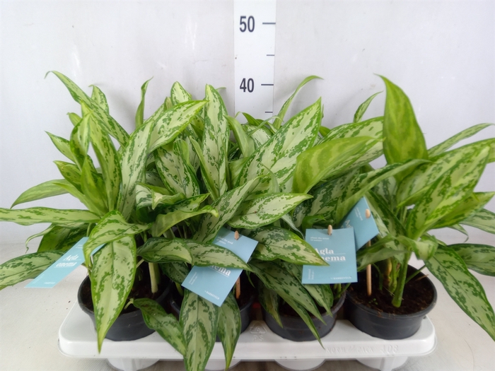 <h4>Aglaonema comm. 'Silver Queen'</h4>
