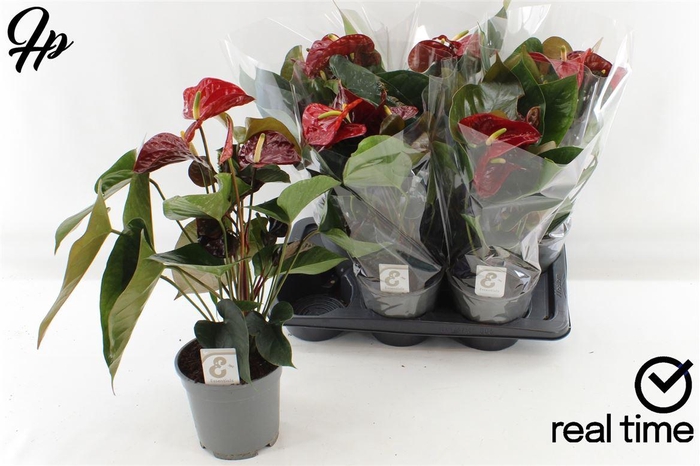 <h4>Anthurium (Andreanum Grp) Floriclone Tranquillo</h4>
