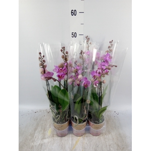 Phalaenopsis multi. 'Ant Hamburg'