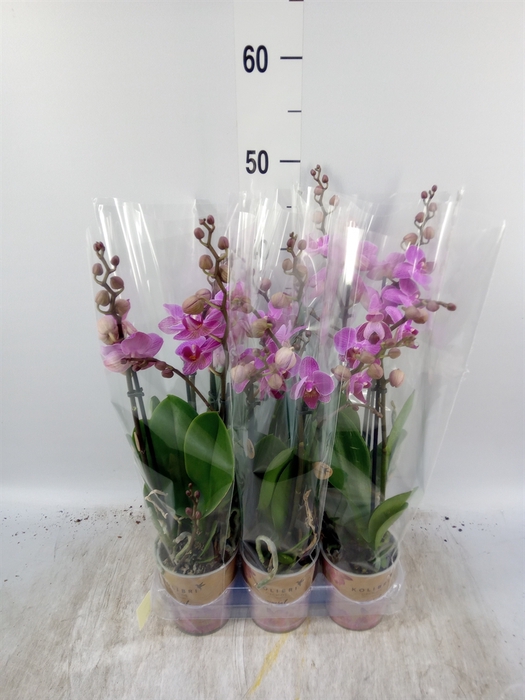 <h4>Phalaenopsis multi. 'Ant Hamburg'</h4>