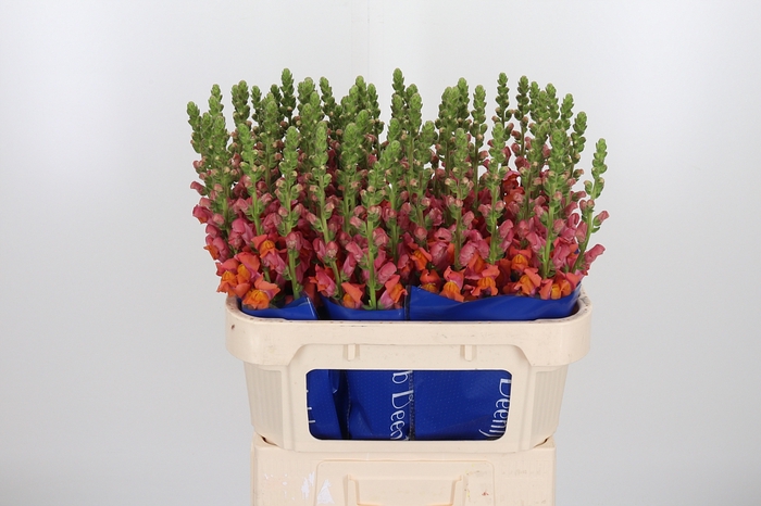 <h4>Antir Antibes Orange</h4>