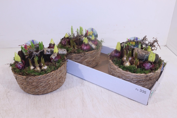 <h4>ARR BOL KNOLGEWAS</h4>