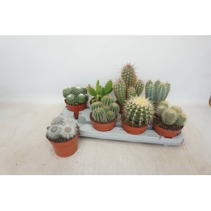 CACTUS GEM