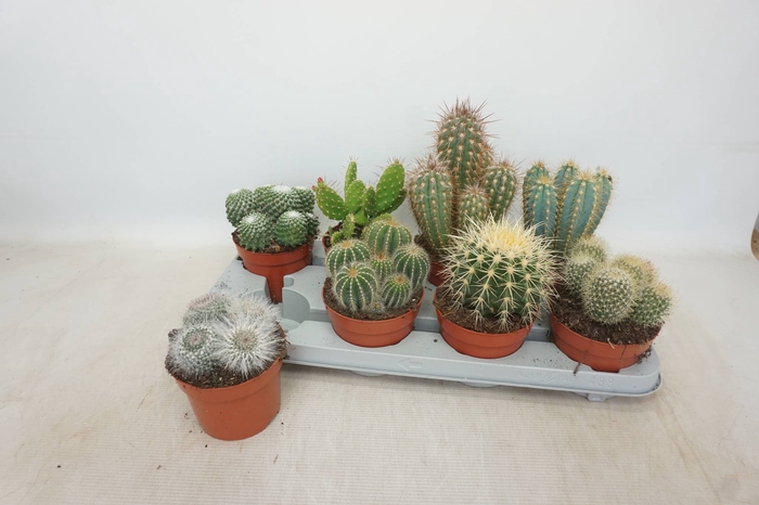 <h4>CACTUS GEM</h4>
