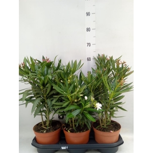 Nerium oleander   ...