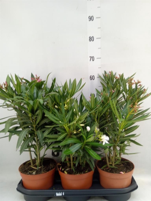 <h4>Nerium oleander ...</h4>
