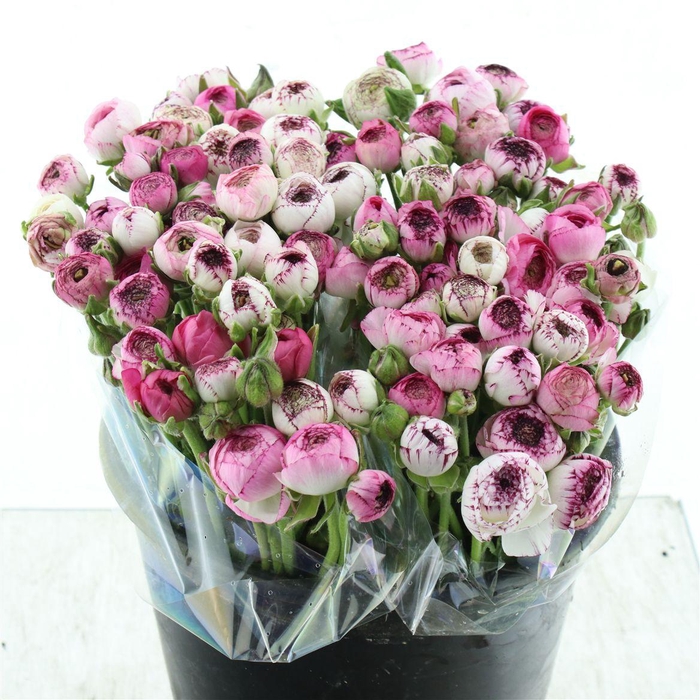 <h4>Ran El Cappuccino Pink Extra</h4>