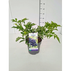 Sambucus nigra