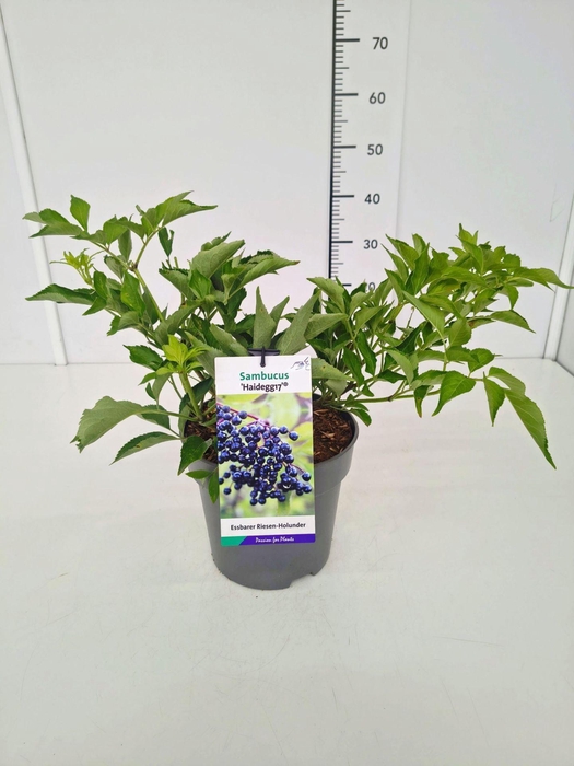 <h4>Sambucus nigra</h4>