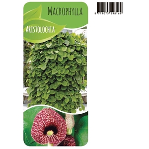 Aristolochia macrophylla