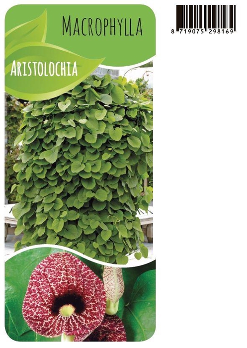 <h4>Aristolochia macrophylla</h4>