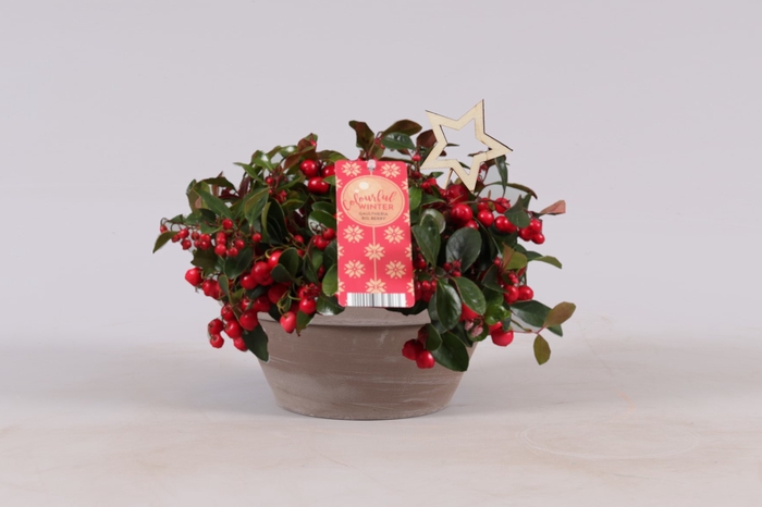 Gaultheria Big Berry Keramiek Terracotta + Steker