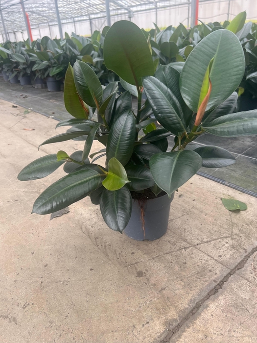 <h4>FIC EL ROBUSTA</h4>