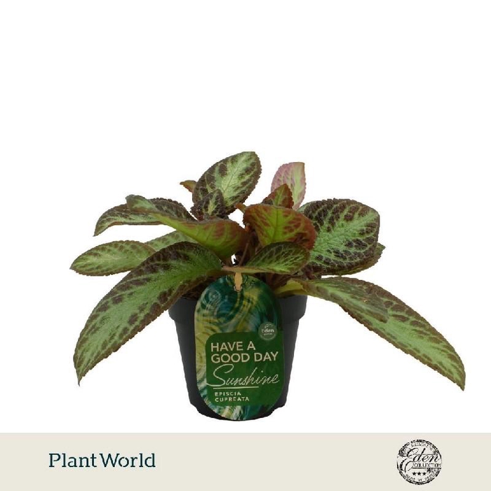<h4>Episcia Overig Zebra</h4>
