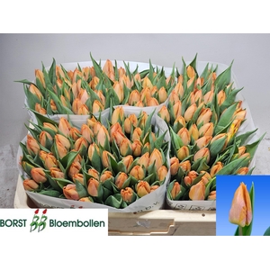 TU EN SUNRISE PRINCE