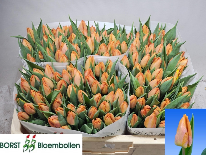 <h4>TU EN SUNRISE PRINCE</h4>