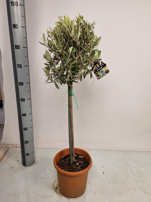 <h4>OLEA EUROPAEA</h4>