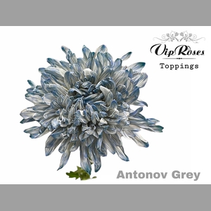 CHR G ANTONOV GREY