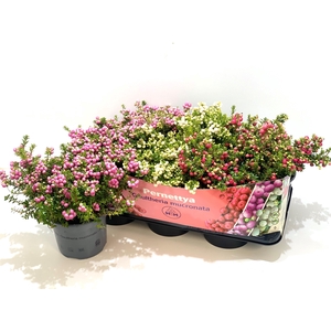 Gaultheria mucronata Mixtray