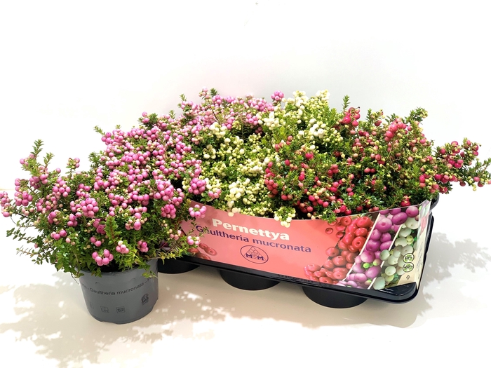 <h4>Gaultheria mucronata Mixtray</h4>