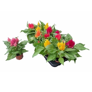 CELOSIA PLUMOSA MIX