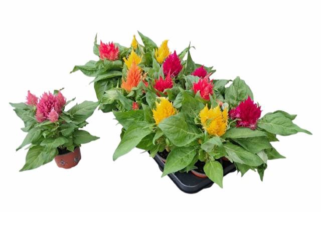 <h4>CELOSIA PLUMOSA MIX</h4>