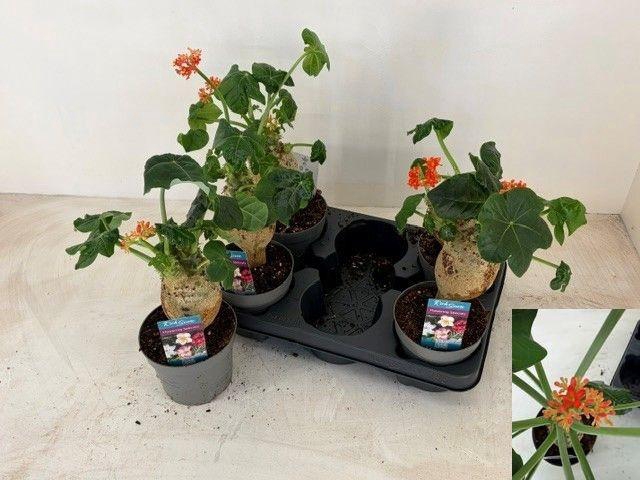 <h4>JATROPHA POD</h4>