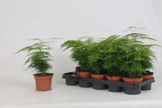 Asparagus Setaceus 12Ø 30cm