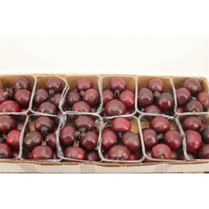 Sier Granaatappel Black X8 P Box