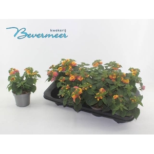 LANT SHAMR ROSE GOLD