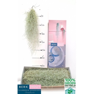 Tillandsia Usneoides