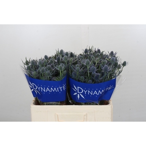 Eryngium Blue Dynamite