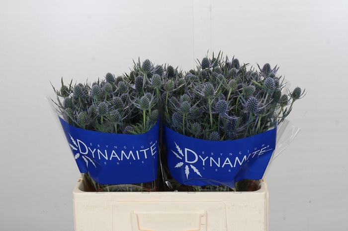 <h4>Eryngium Blue Dynamite</h4>