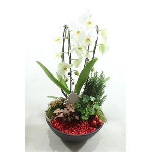 10971 Cascade Ebbi RED