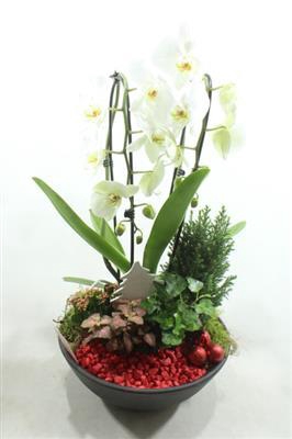 <h4>10971 Cascade Ebbi RED</h4>