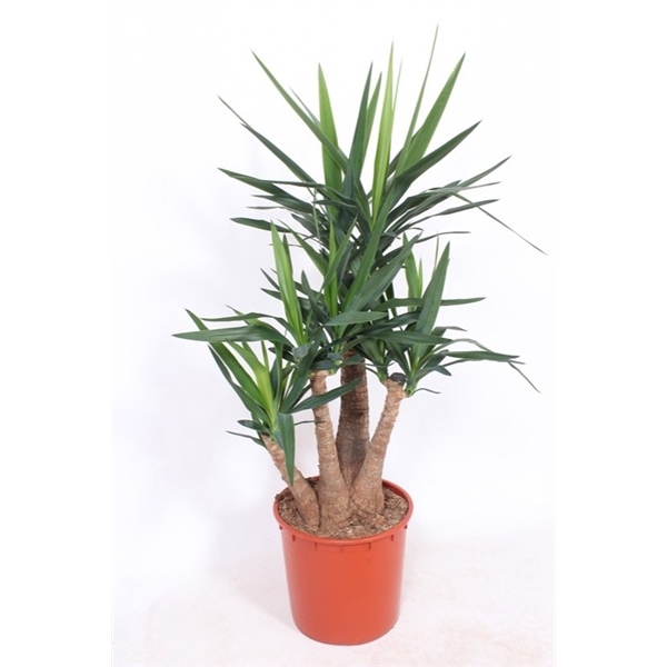 <h4>Yucca elephantipes</h4>